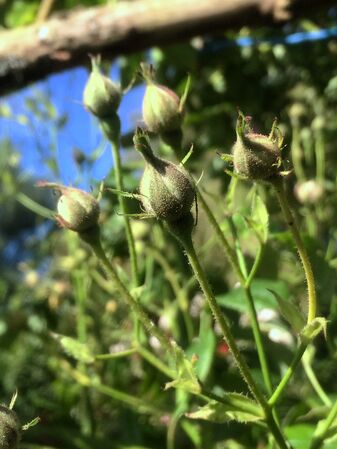 Boutons floraux en groupes
