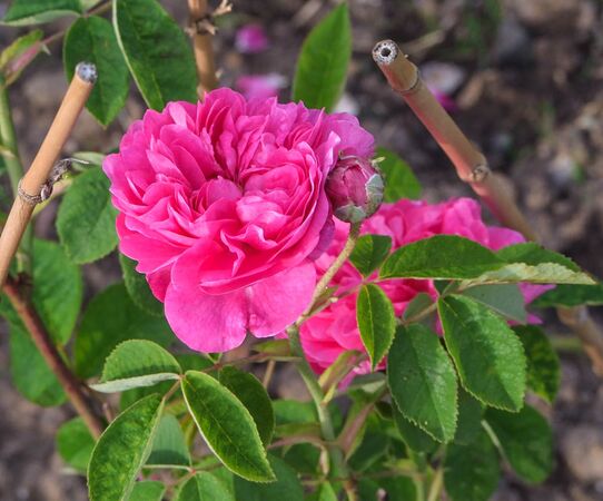 Agathe de Saint-Caprais-de-Blaye (9)-2-w.jpg