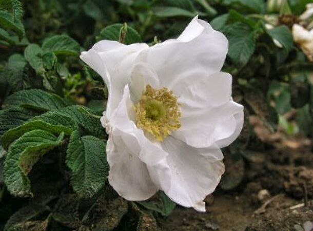 Blanka, Park Průhonice 1-2-w.jpg