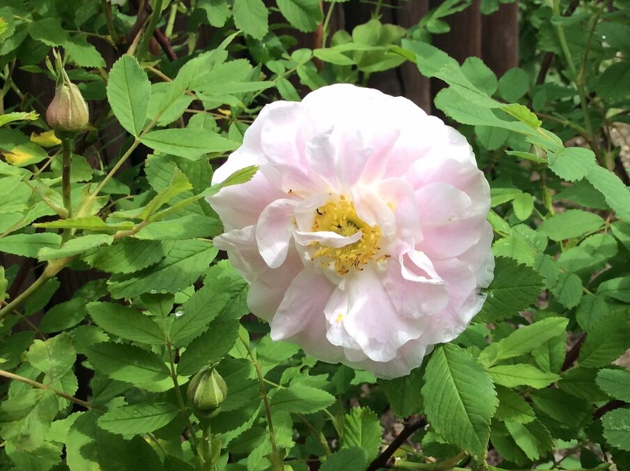 Martin Frobisher – Rose-Biblio