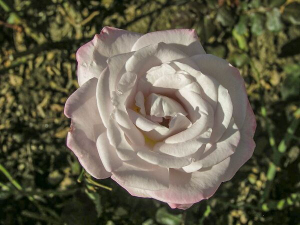 Silverado, Olomouc 4-2-w.jpg