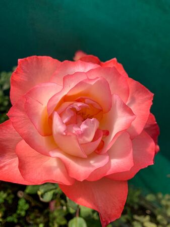 The Viru Rose, Girija Viraraghavan 1-2-w.jpg