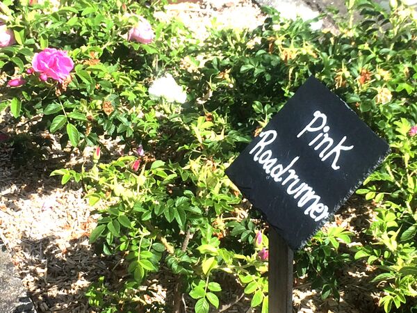 Les rosiers ont été plantés le long d'une route à Walfer au Grand-Duché de Luxembourg