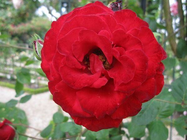 Fugue – Rose-Biblio