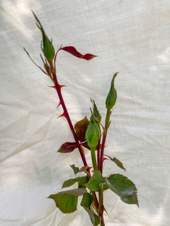 Rose d'Amour, Pat Toolan (7)-2-w.jpg