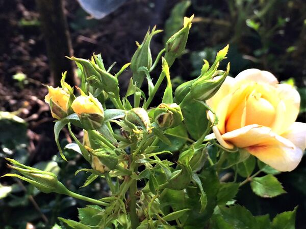 Floraison riche continue