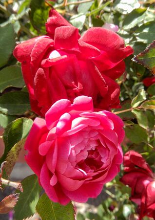 Elisabeth's China, Jeri Jennings 3-2-w.jpg