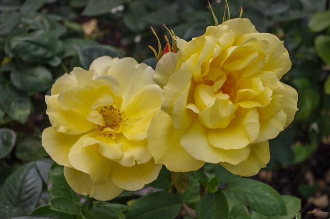 Western Sun, Central Rose Garden, Christchurch, NZ 2-2-w.jpg