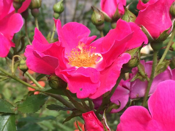 Un très beau coloris rose-rouge-saumon