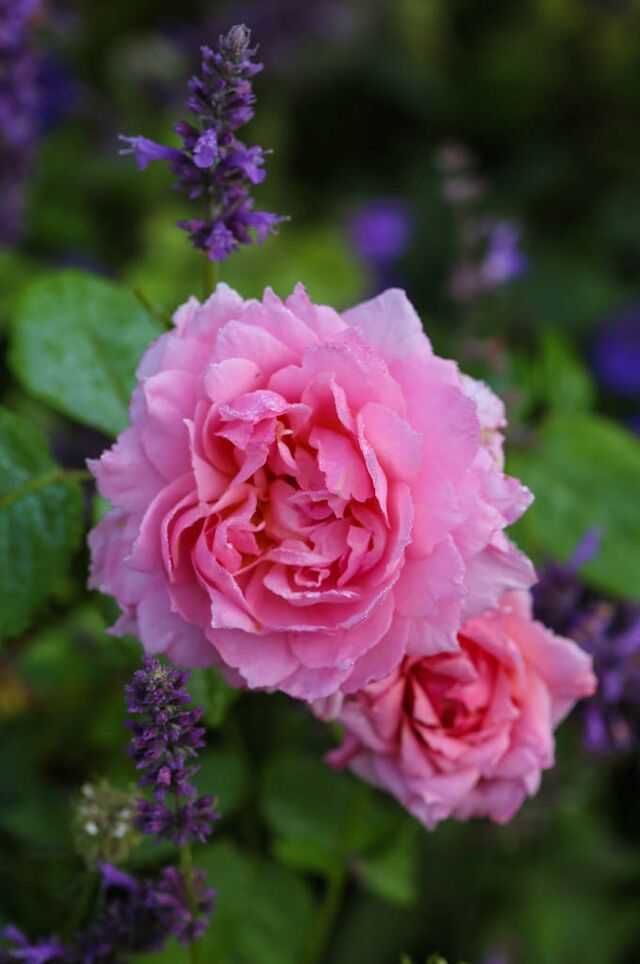 Asteropé – Rose-Biblio