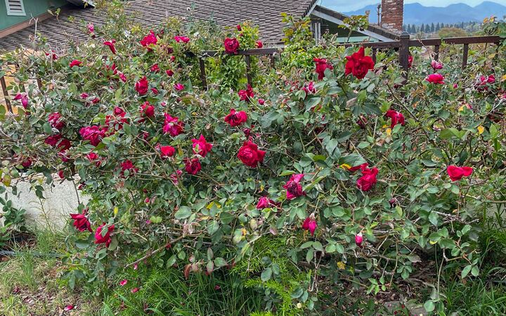 Elisabeth's China, Jeri Jennings 2-2-w.jpg