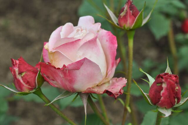 Jupiter – Rose-Biblio