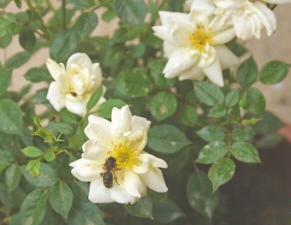 Anny, David Elliot, Saint Felu, Barcelona 2-2-w.jpg