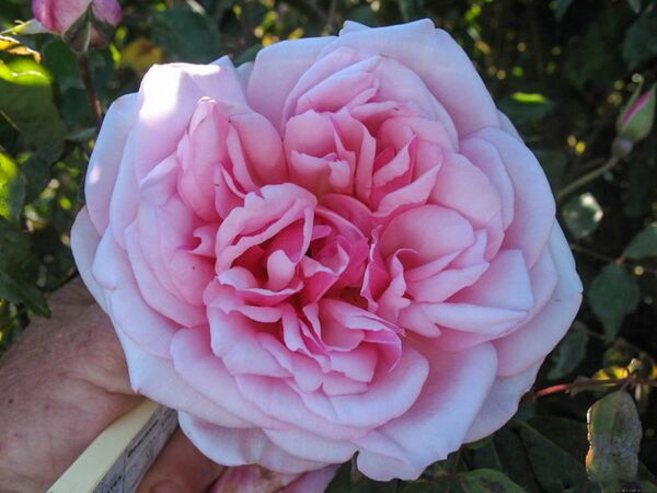 Alexandra Pink Tea, Jane Zammit 2-2-w.jpg