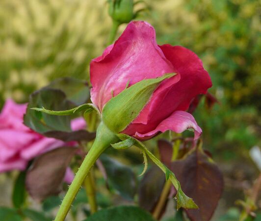 Andrés Battle, Andrea Moro, Università di Trieste 3-2-w.jpg