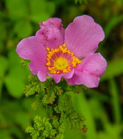 R. minutifolia, Kim Rupert 13-2-w.jpg