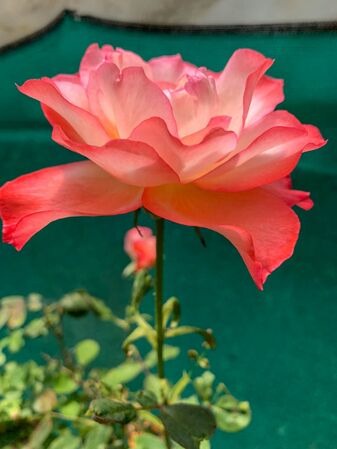 The Viru Rose, Girija Viraraghavan 3-2-w.jpg