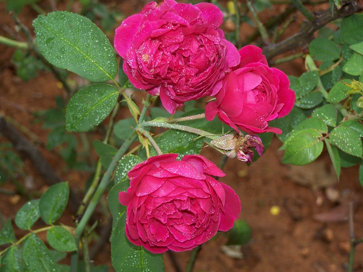 Datei01 2.Kakinada Red, flower cluster, good.JPG RoseBiblio