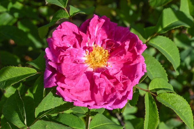 2025 - Neue Rose von Loubert