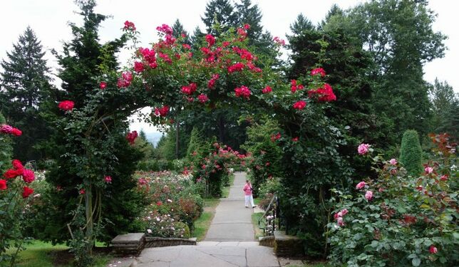 Portland international-rose-test-garden-portland-or-730x425.jpg