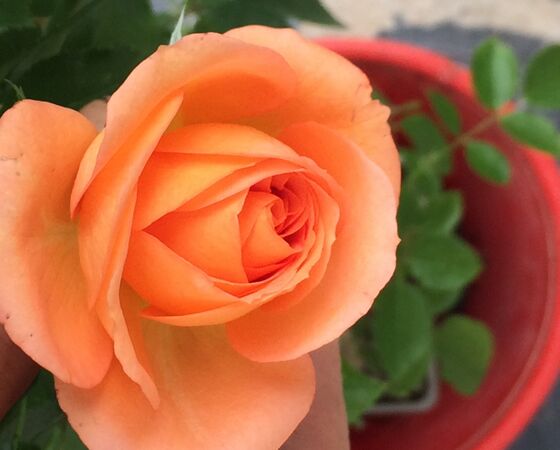 Une allure de rose-thé à l'éclosion