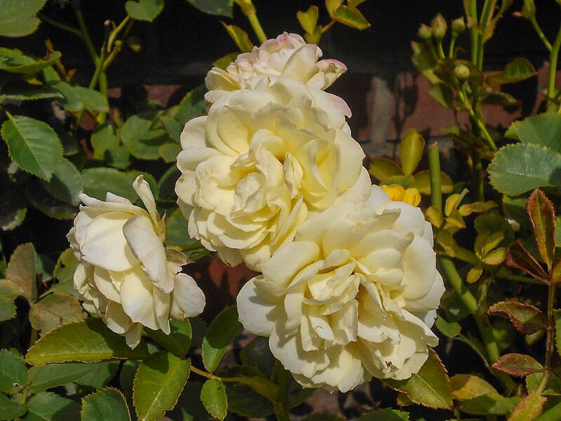 Datei:Venus, Salicyna, Szczecin, Polen 3-2-w.jpg