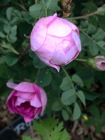 Un bouton floral rose clair globuleux