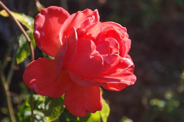 Alexander – Rose-Biblio