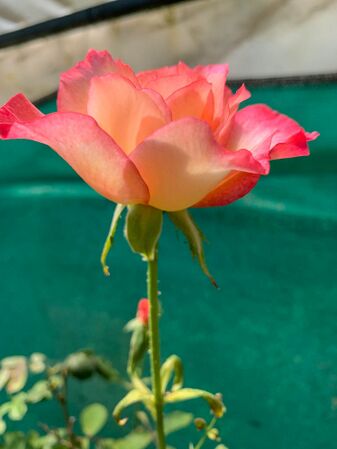 The Viru Rose, Girija Viraraghavan 2-2-w.jpg