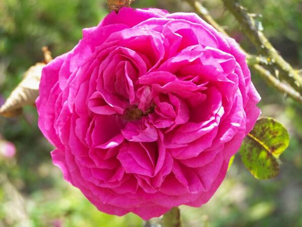 Rosa gallica 'Wallonic', Raymond Loubert-w.jpg