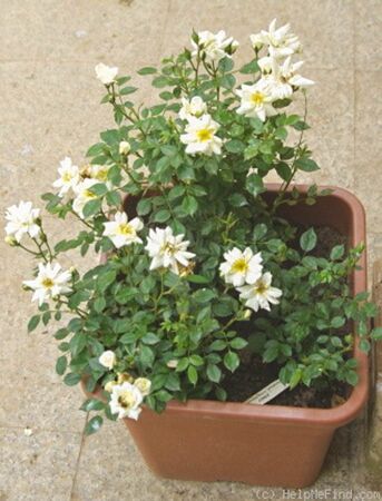 Anny, David Elliot, Saint Felu, Barcelona 1-2-w.jpg