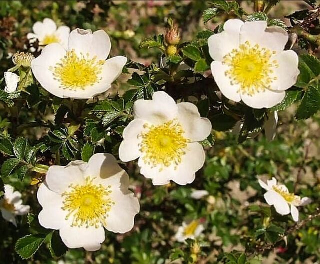 Rosa turcica Rouy – Rose-Biblio