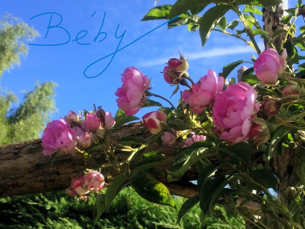 Il y a dix ans que maman Béby nous a quittés! Une pensée émue pour elle. Une bouture de son rosier pousse également à Walferdange dans la roseraie "Rousen um Walferbierg"