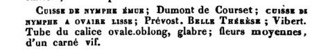 Cuisse de Nymphe emue, Manuel Complet de l'Amateur de Roses, 1836, M. Boitard, Seite 242.PNG