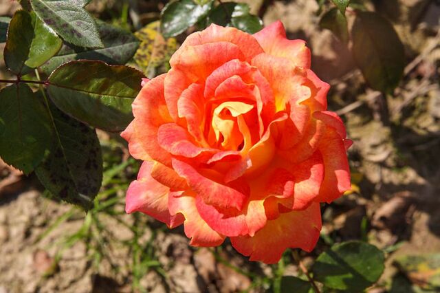 Datei:Piccadilly, Kunratice, Prag 1-2-w.jpg – Rose-Biblio