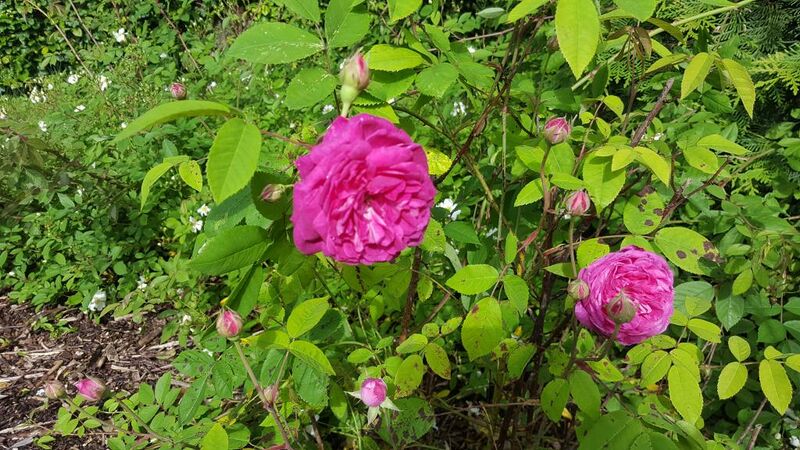 Beau Narcisse – Rose-Biblio