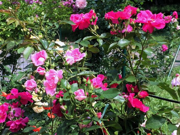 Mutation bien visible sur trois branches d'une même tige; la quatrième branche porte des roses typiques