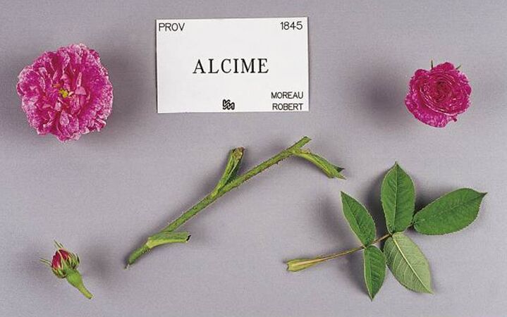 Alcime 1845, Stéphane Barth, L'Haÿ 3-2-w.jpg