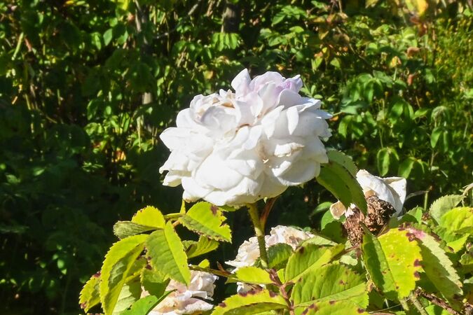 DSC 6008-2-w.jpg
