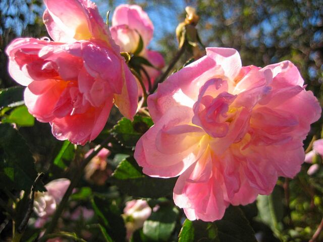 Daughter Margaret – Rose-Biblio
