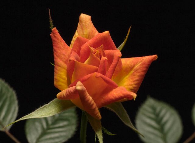 George's Pride – Rose-Biblio