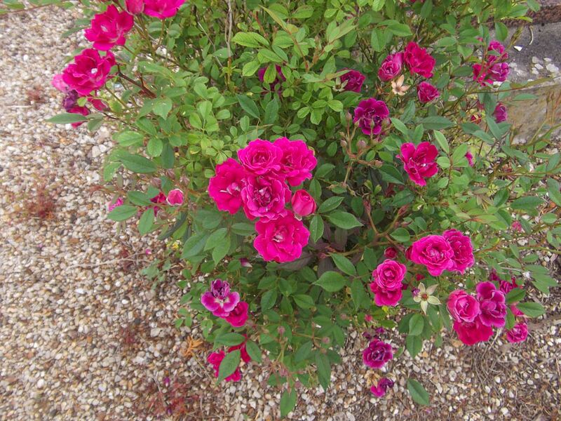 Datei:Rosa chinensis minima, Lusignan-1-2-w.jpg