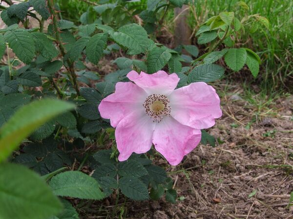 Rugosa Repens Rosea - Smith 1904 - GE Parennes DSCF3310-2-w.jpg