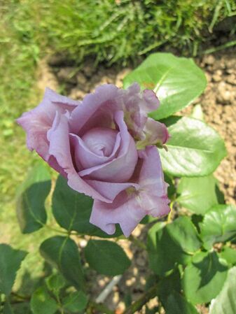 Sissi, Stéphane Barth, L'Haÿ 3-2-w.jpg