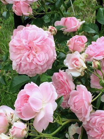 Une floraison riche début juin 2025