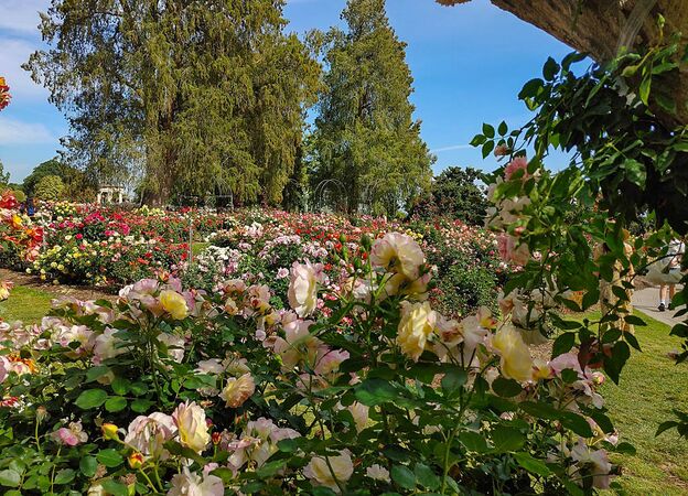 The Huntington Rose Garden, Wikipedia 3-2-w.jpg