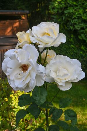 DSC 5030-2-w.jpg