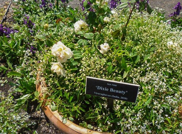 Dixie Beauty, Peggy Rockefeller Garden (2)-1-w.jpg