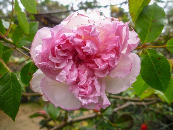 Rose of Yesterday, Girija Viraraghavan 9-2-w.jpg