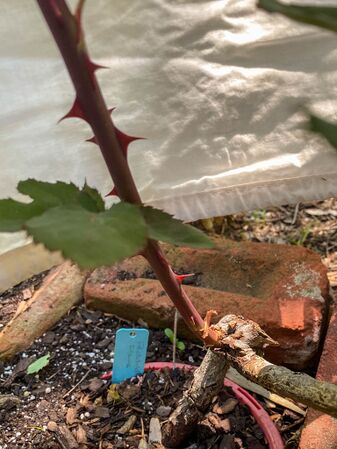 Rose d'Amour, Pat Toolan (1)-2-w.jpg